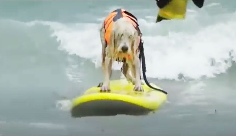 “Schnauzer Breaks Silence on Torturous Dog Surfing Routine” by Johnny Utah via The Inertia